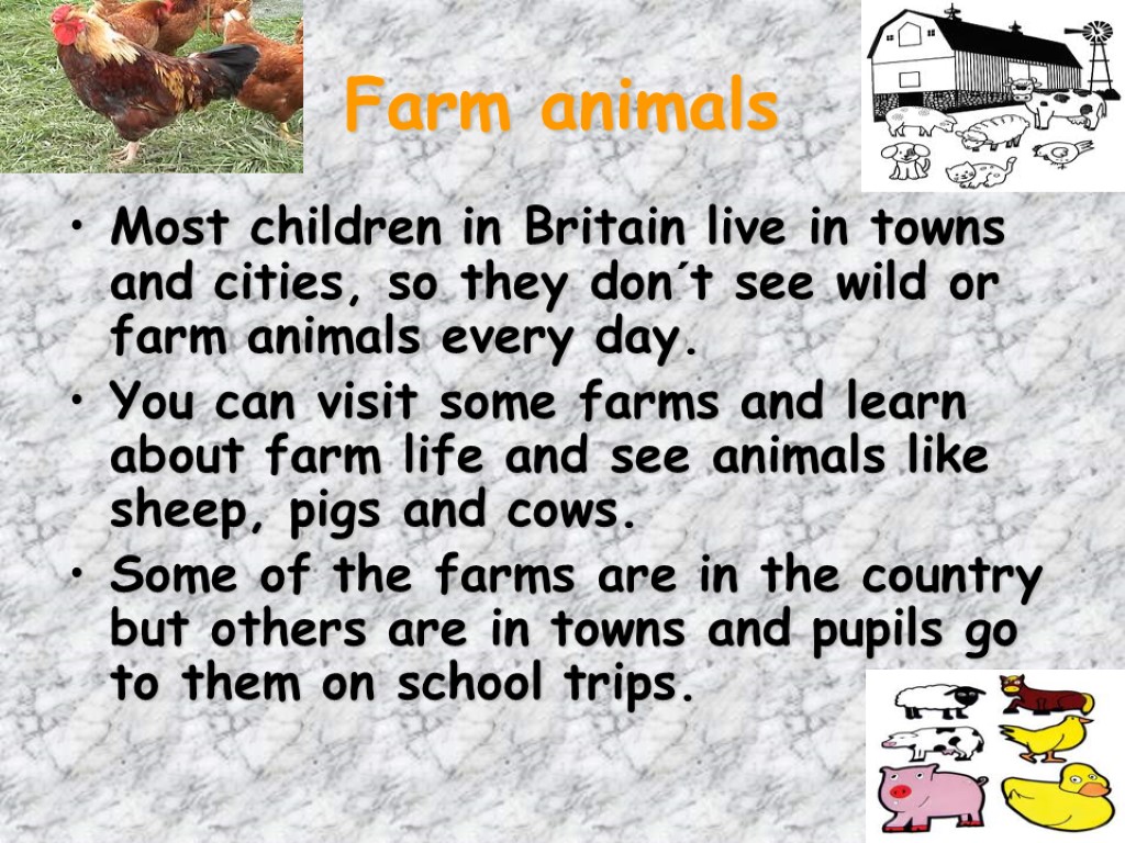 Farm animals Most children in Britain live in towns and cities, so they don´t